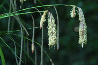 Carex pendulaHangende zegge bestellen